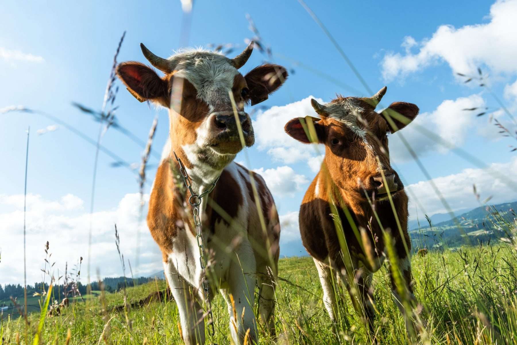 Heumilch-Käse: Der Geschmack der Natur – Alles, was du wissen musst